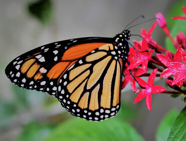 Mariposas Monarca