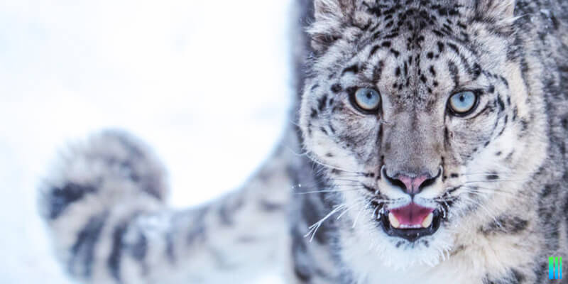 leopardo de las nieves