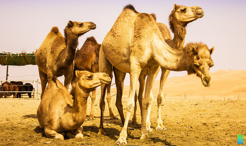 Camellos