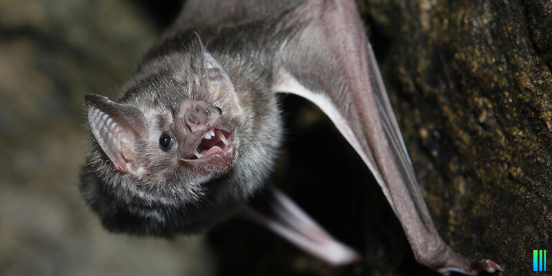 El murciélago vampiro