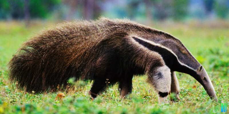 oso hormiguero