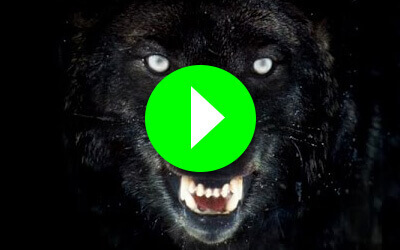 Lobo Gigante Ataca Perro